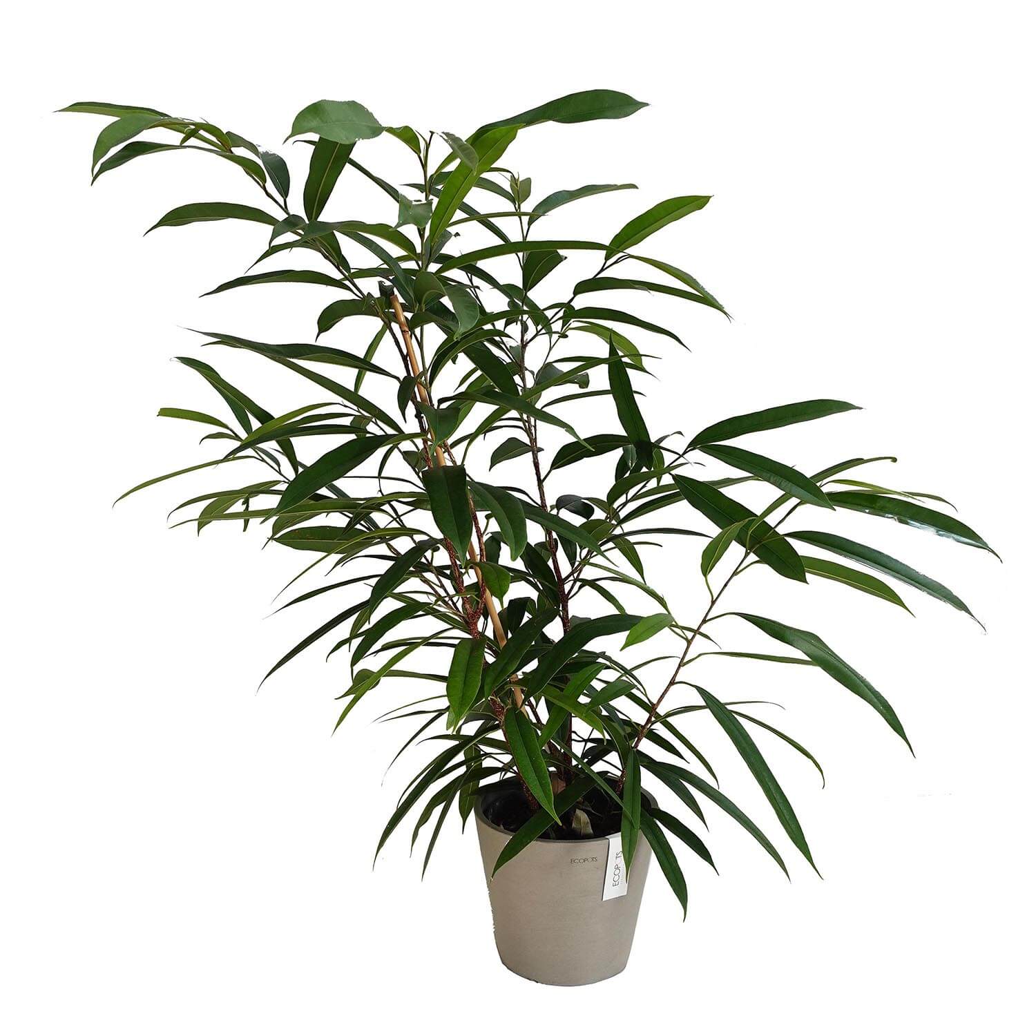 Ficus Amstel King - immagine 3