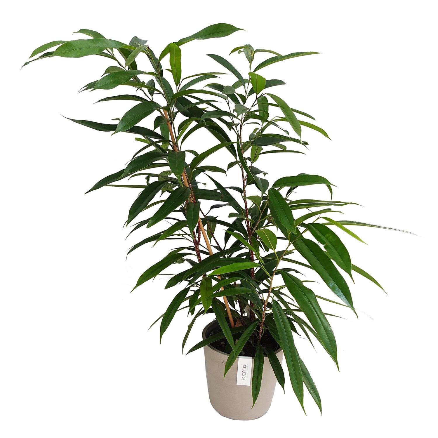 Ficus Amstel King