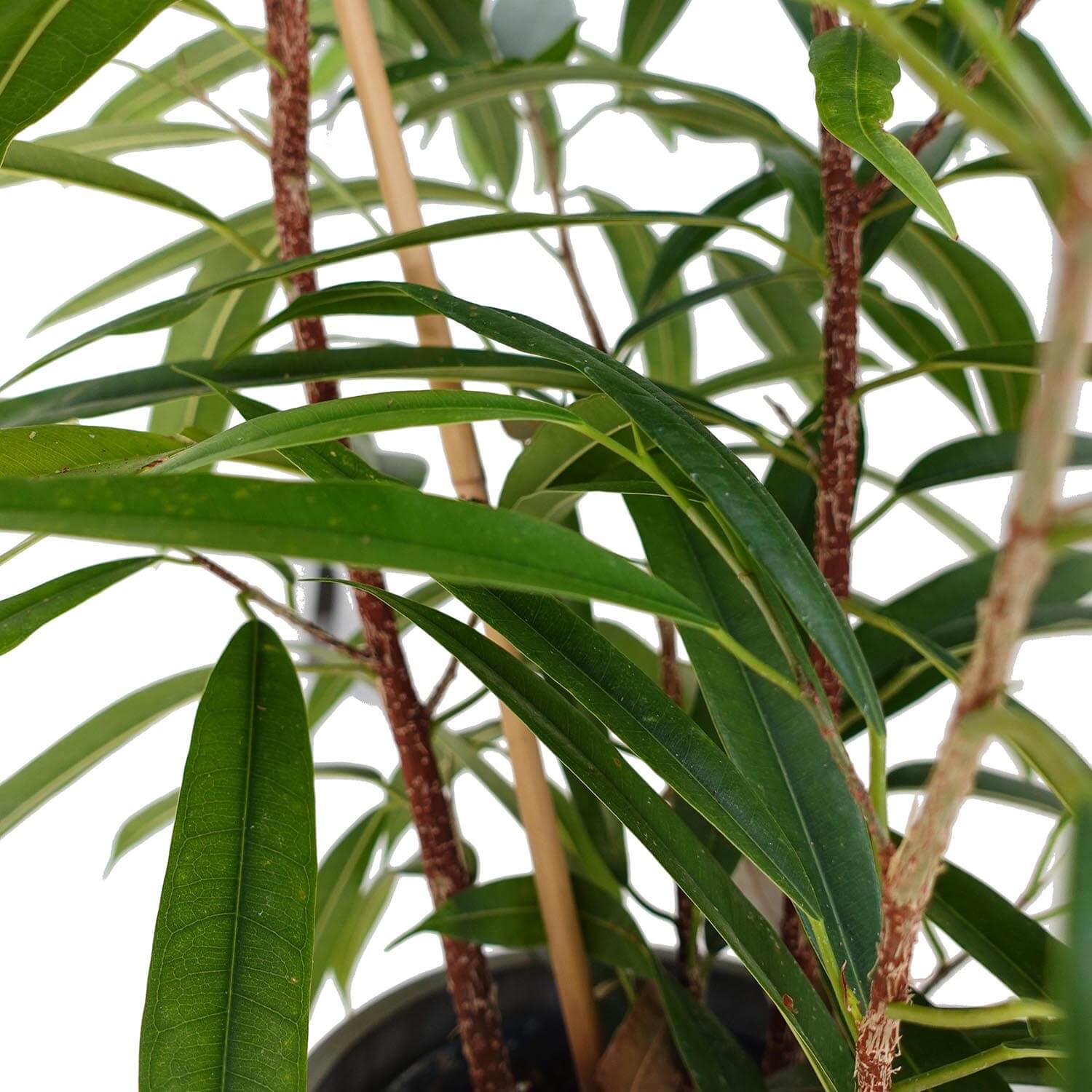 Ficus Amstel King - immagine 4