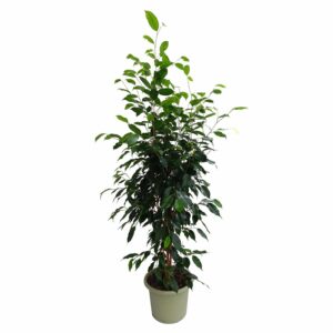Ficus Benjamin