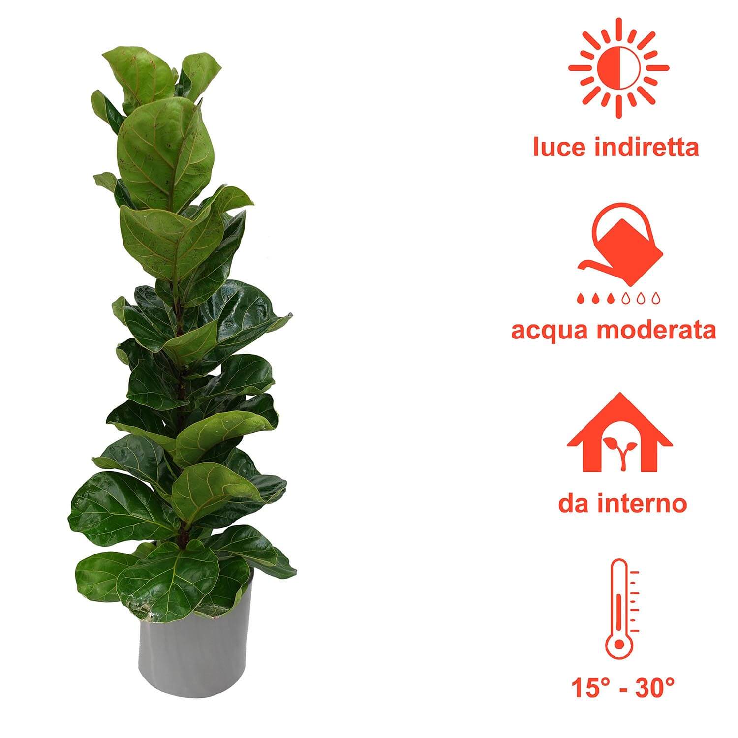 Ficus lyrata - immagine 6