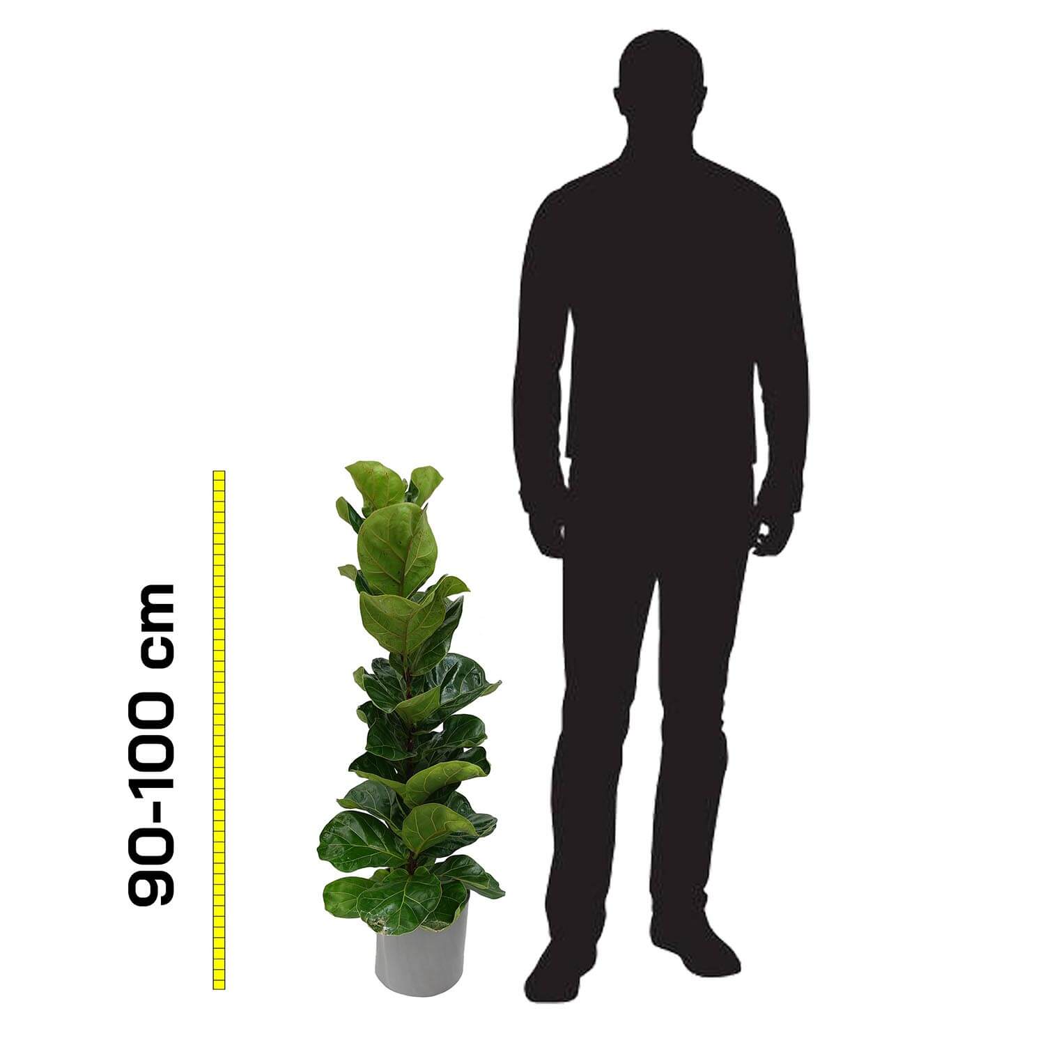 Ficus lyrata - immagine 5