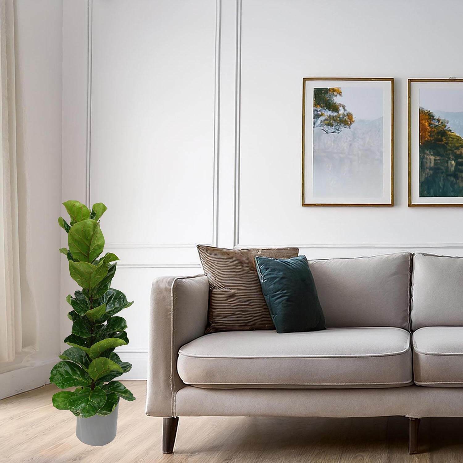 Ficus lyrata - immagine 7