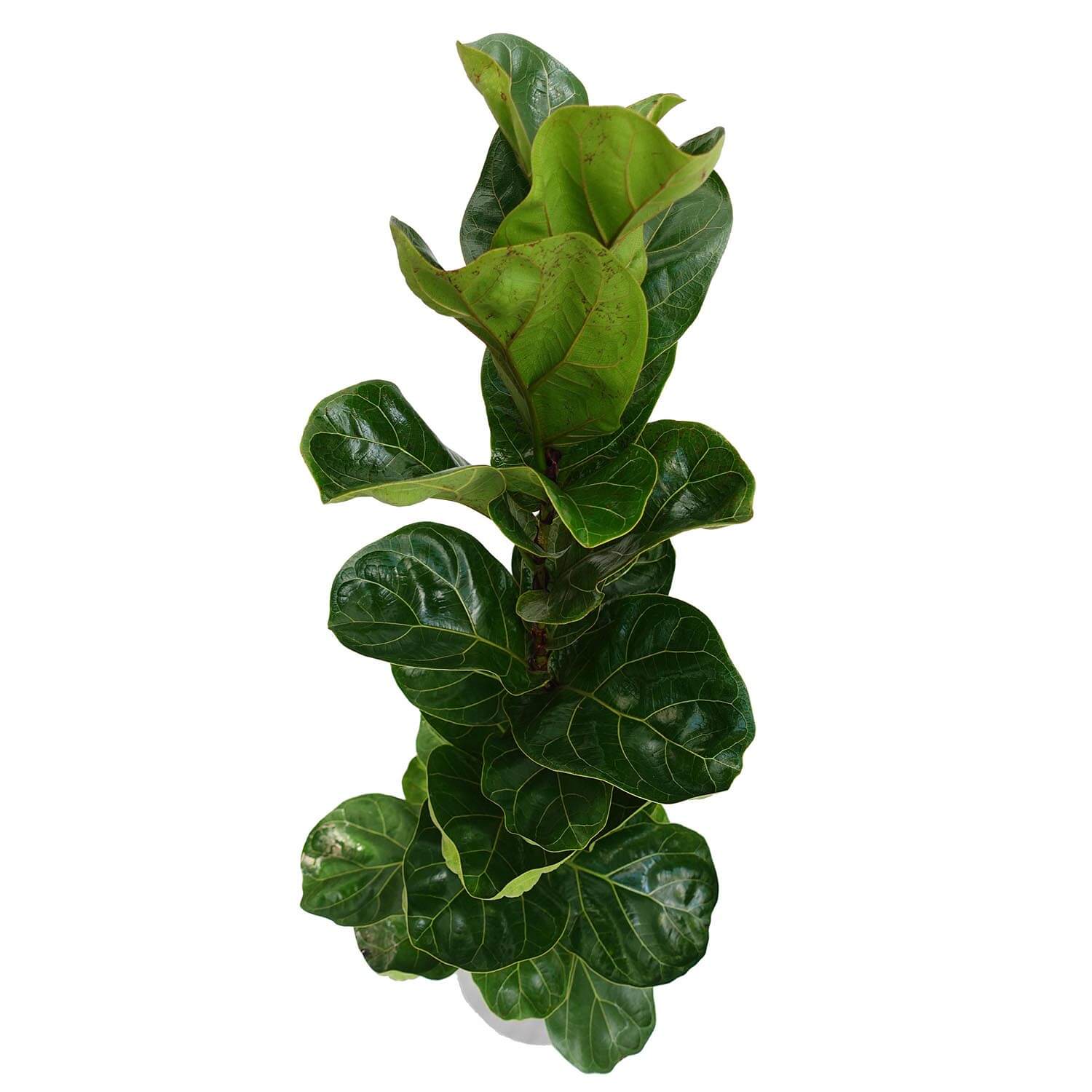 Ficus lyrata - immagine 2