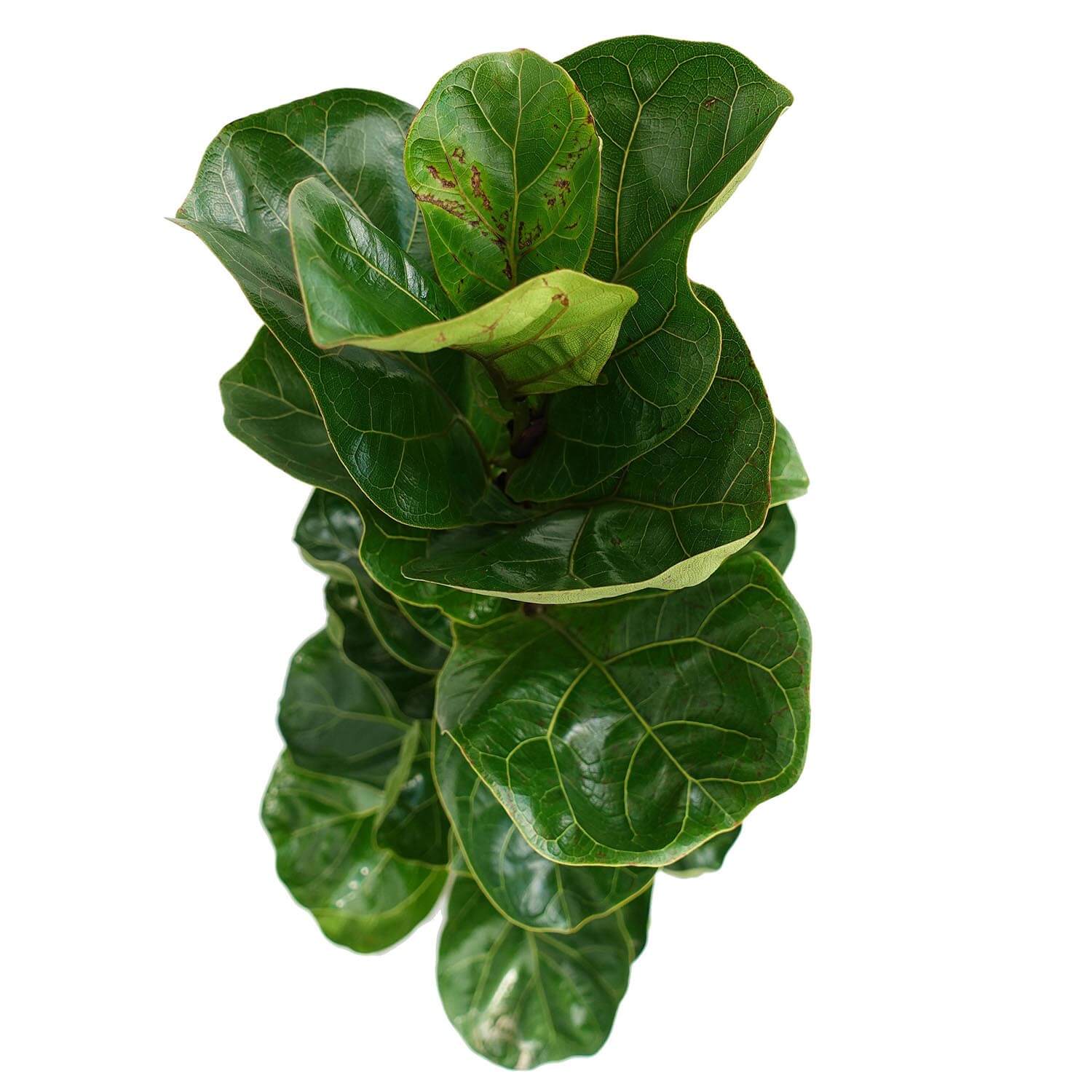 Ficus lyrata - immagine 3