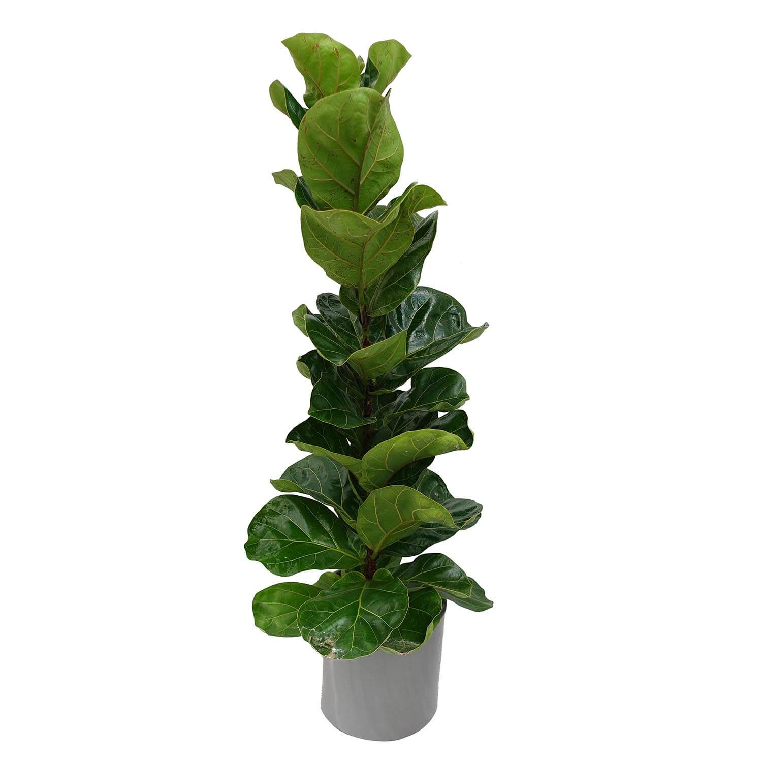Ficus lyrata