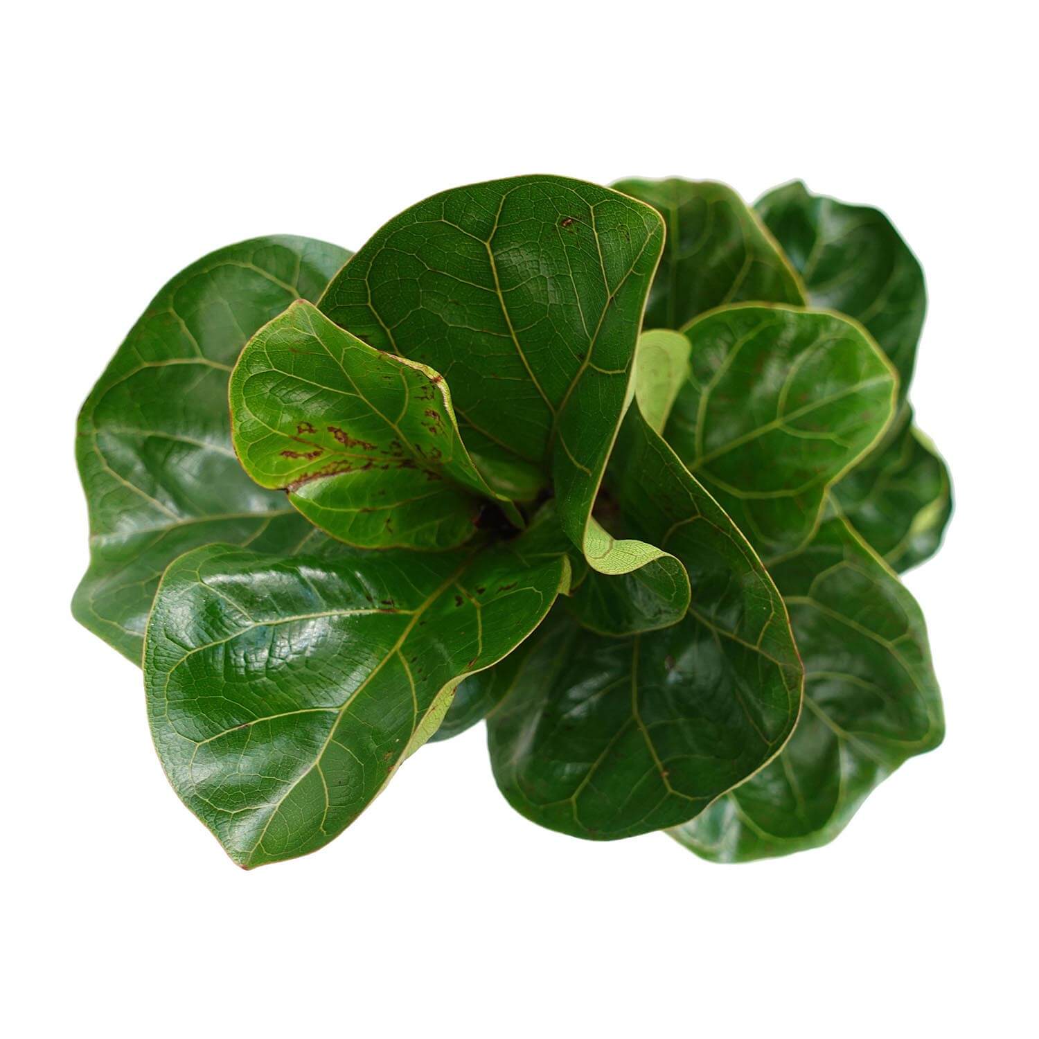 Ficus lyrata - immagine 4