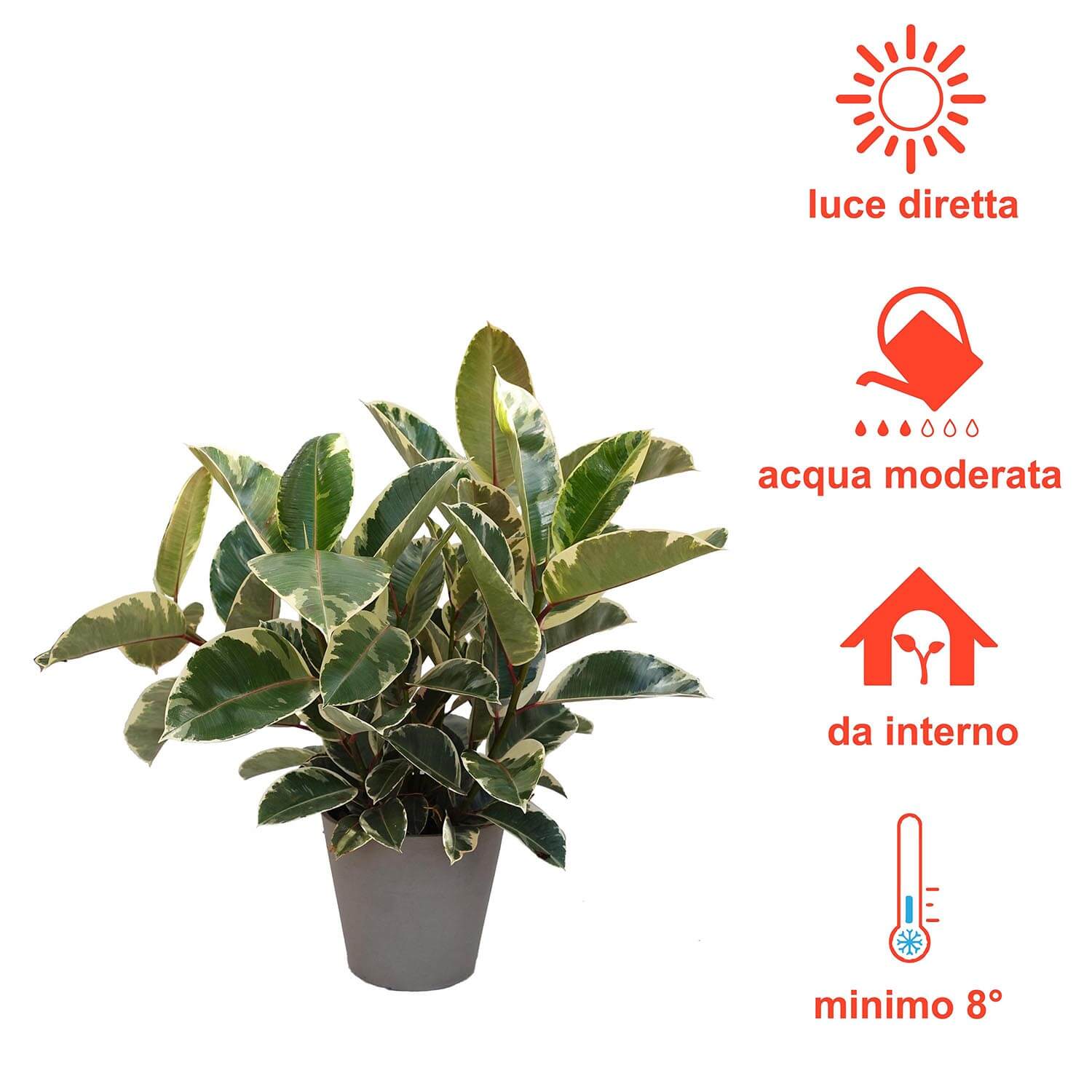 Ficus Tineke - immagine 5