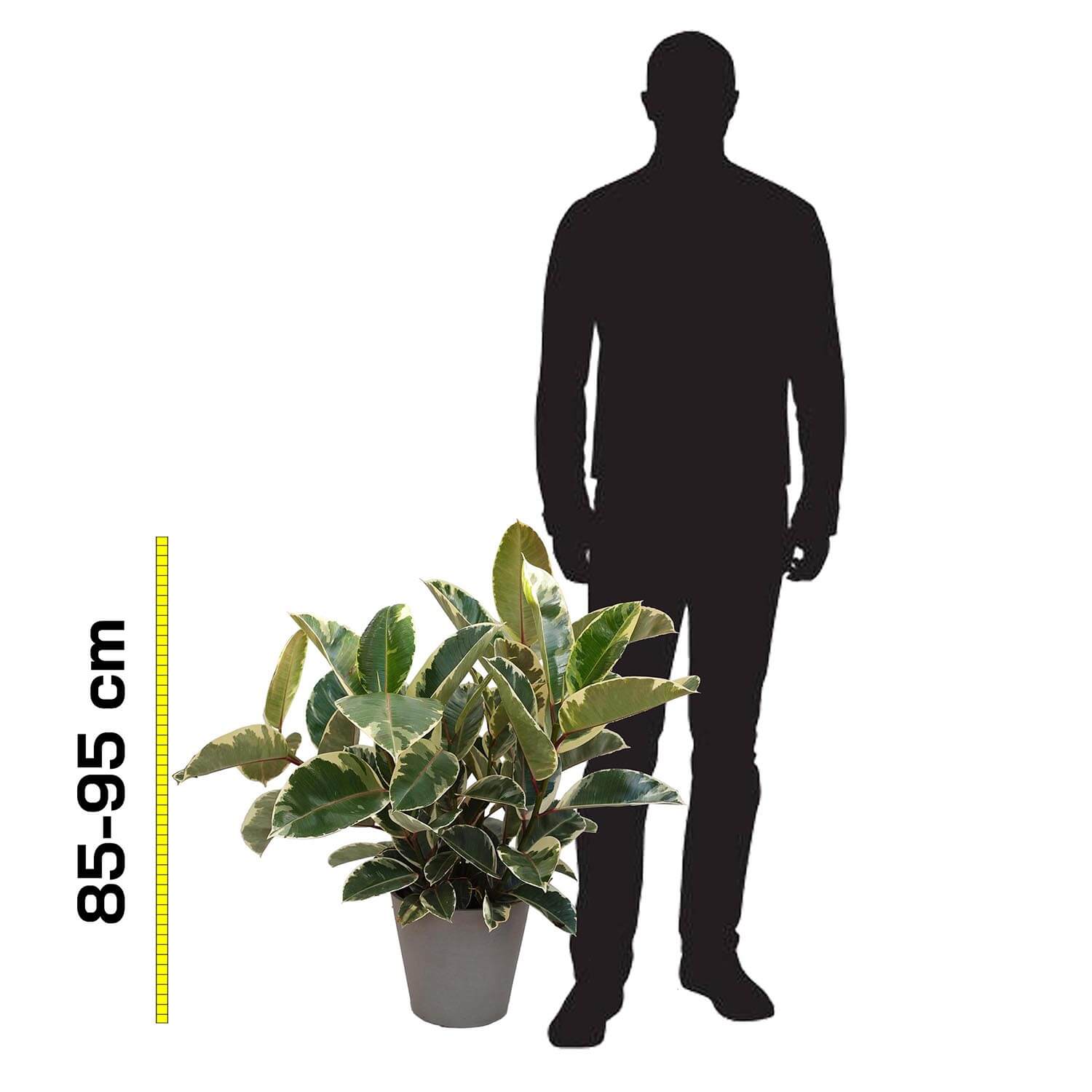 Ficus Tineke - immagine 4