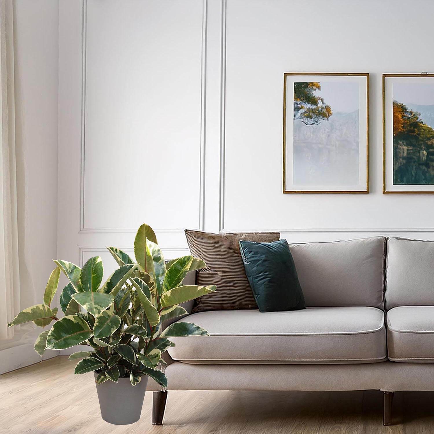 Ficus Tineke - immagine 6