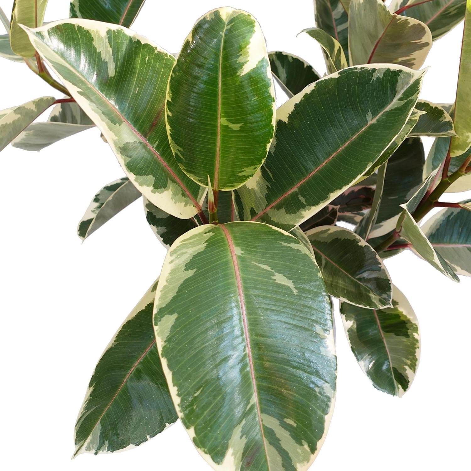 Ficus Tineke - immagine 3