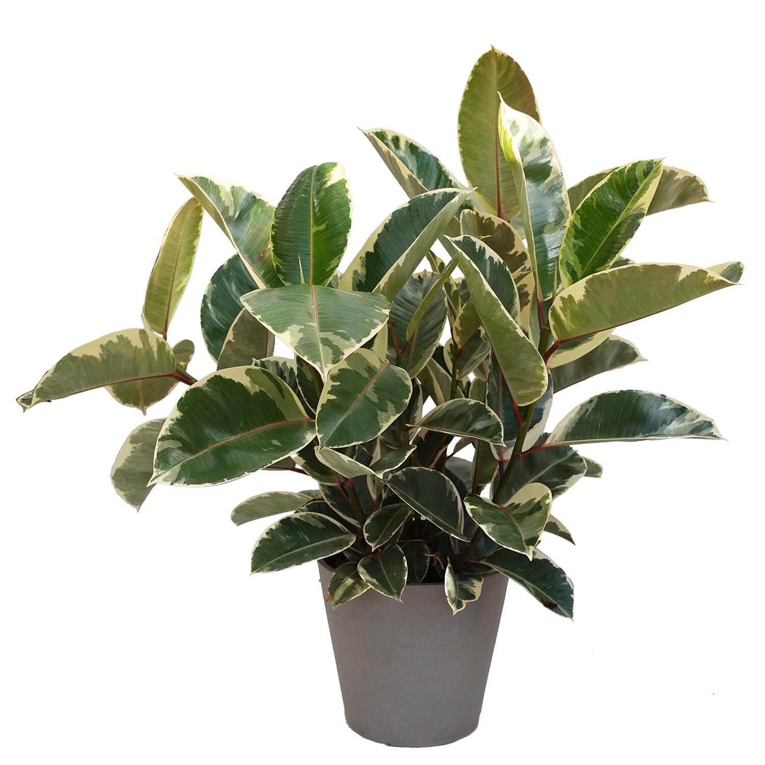 Ficus Tineke