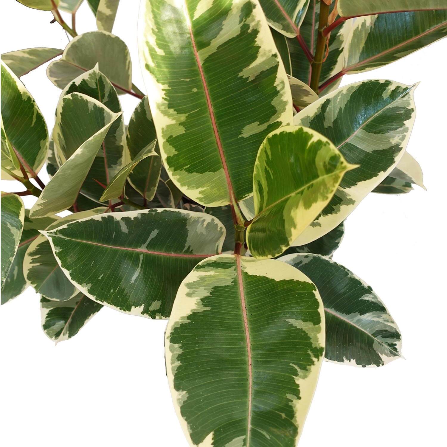 Ficus Tineke - immagine 2