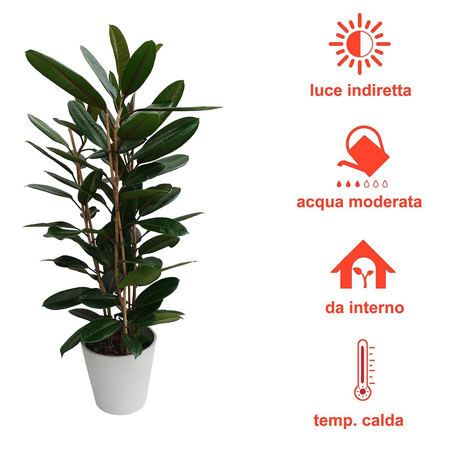 Ficus tresor - immagine 5