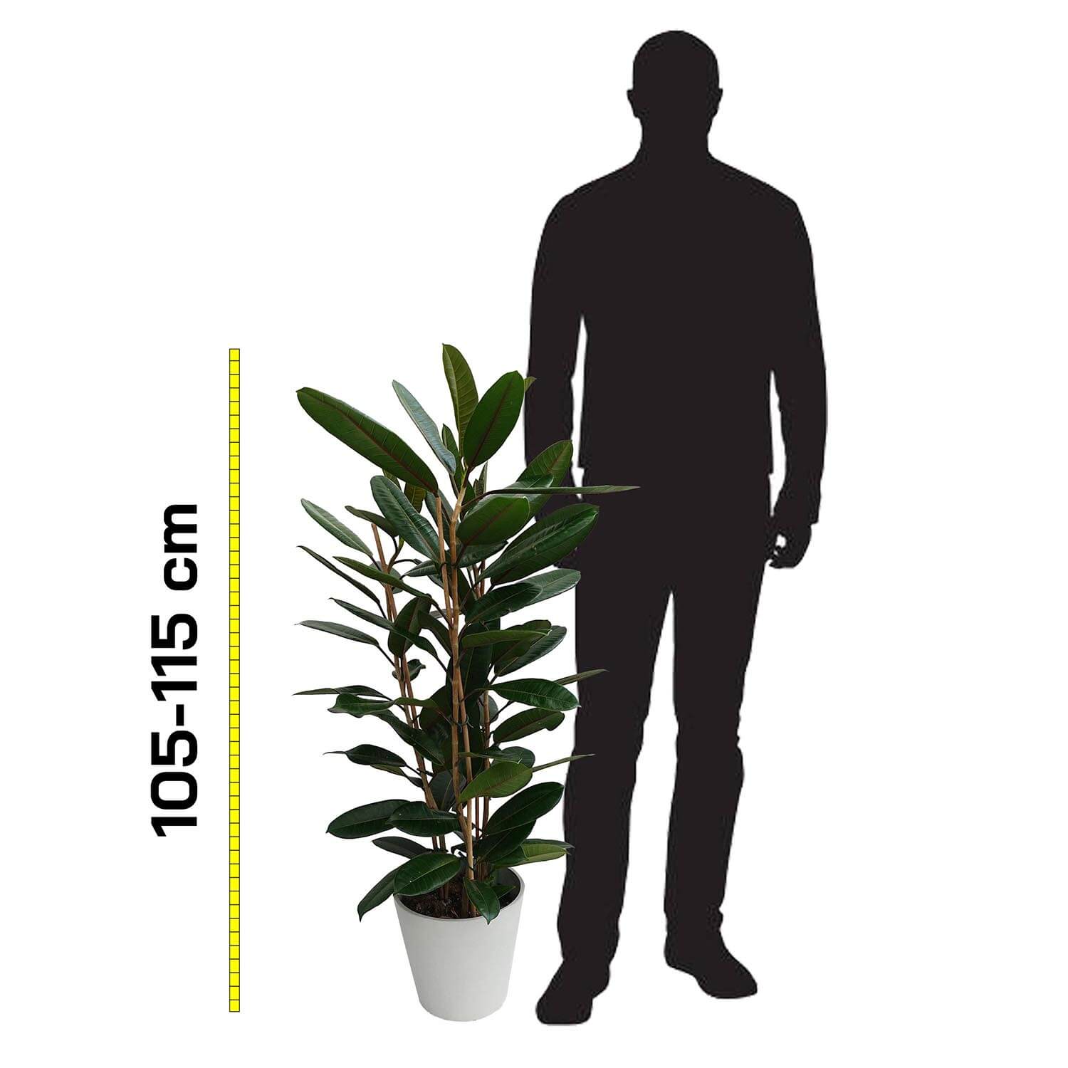 Ficus tresor - immagine 4