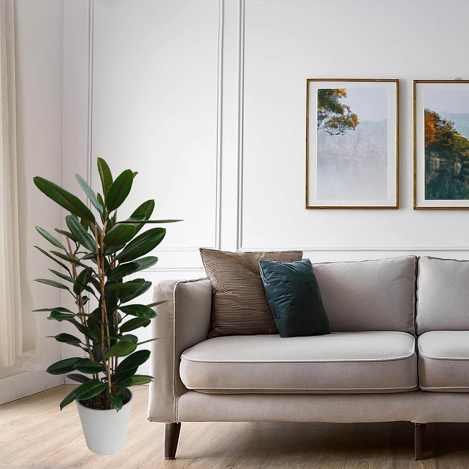 Ficus tresor - immagine 6