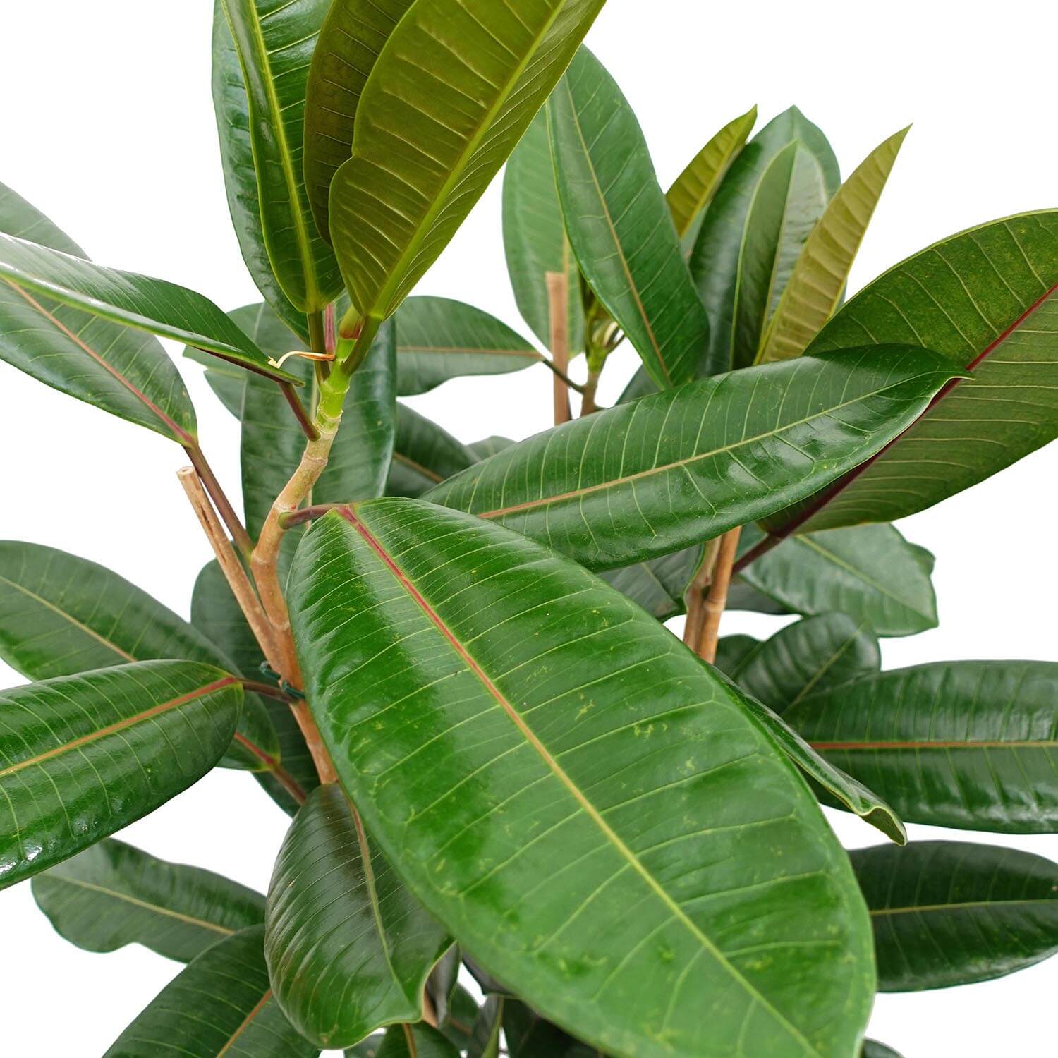 Ficus tresor - immagine 3