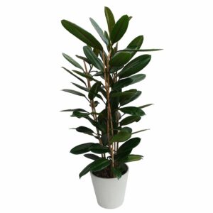 Ficus tresor