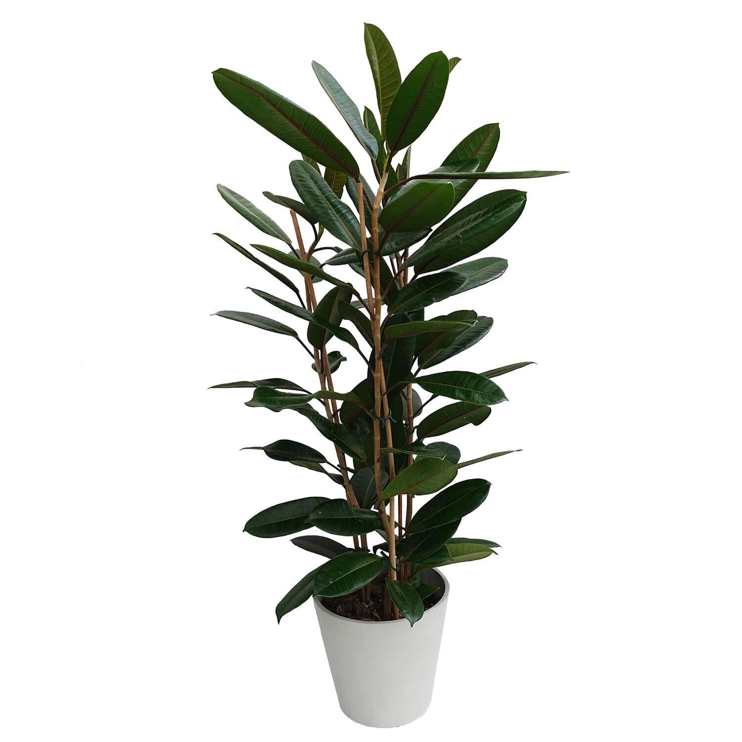 Ficus tresor