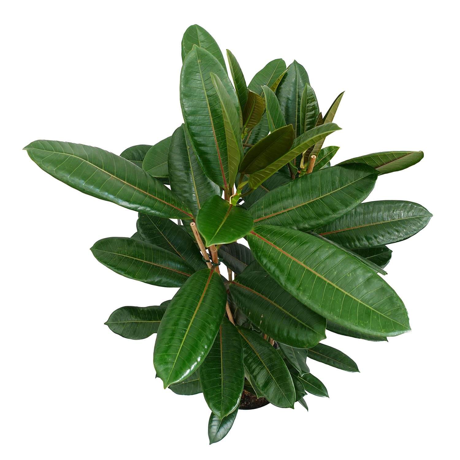 Ficus tresor - immagine 2