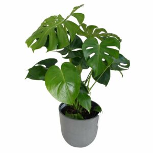Monstera