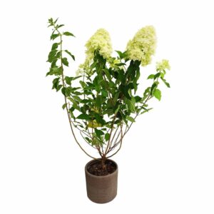 Ortensia Paniculata limelight hydrangea