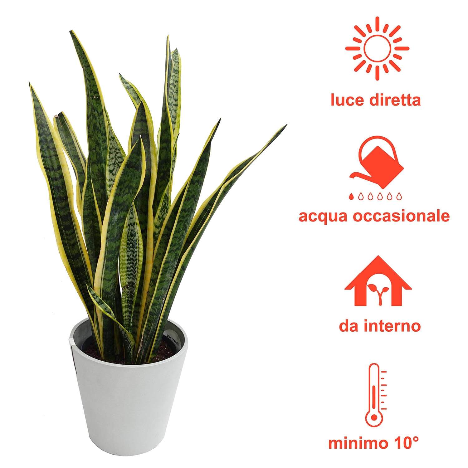 Sanseveria trifasciata - immagine 6