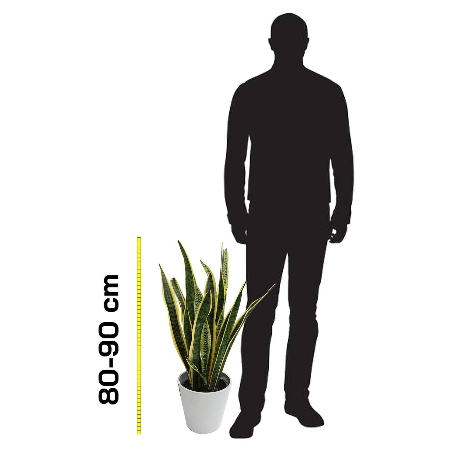 Sanseveria trifasciata - immagine 5