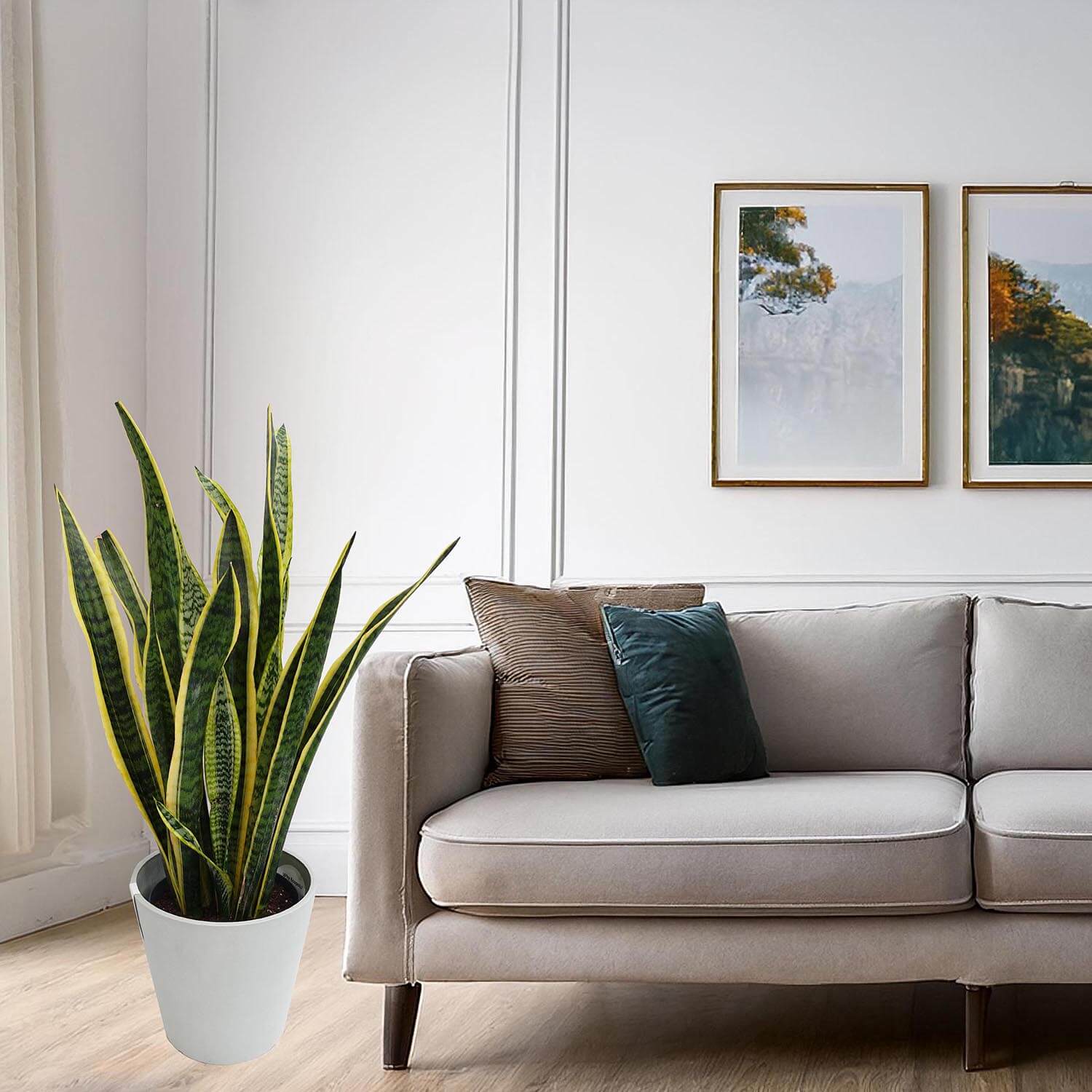 Sanseveria trifasciata - immagine 7