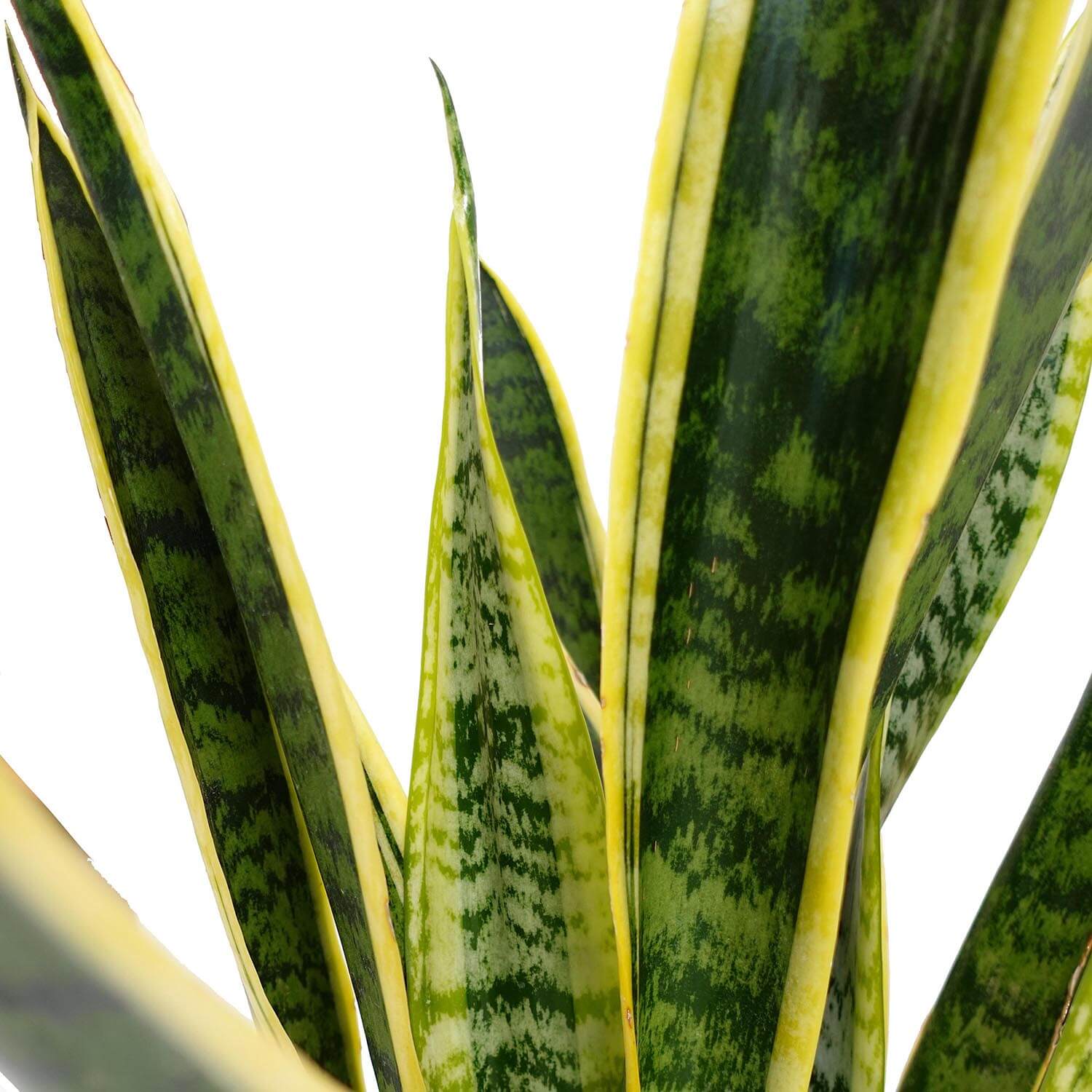 Sanseveria trifasciata - immagine 3