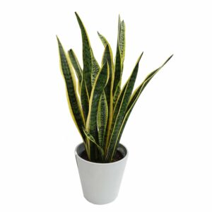 Sanseveria trifasciata