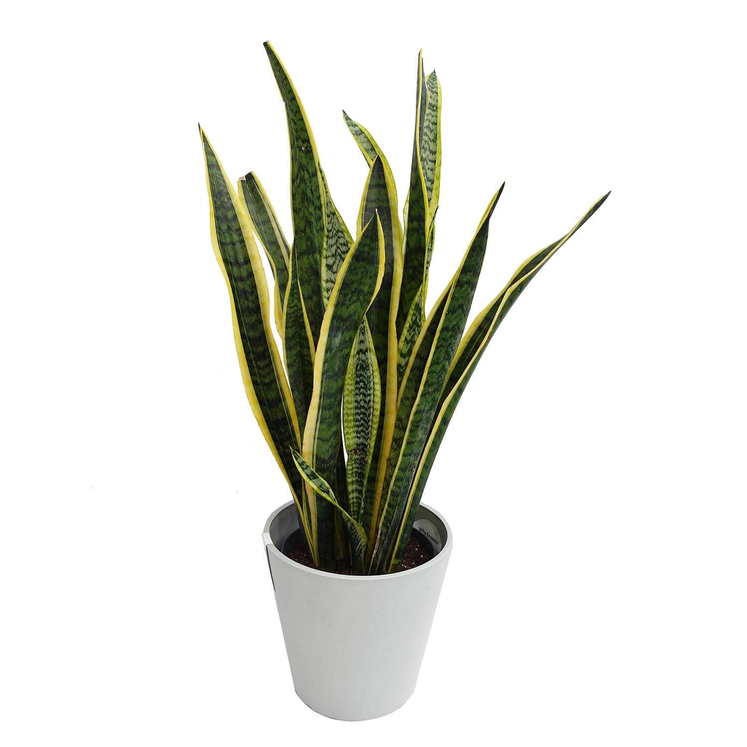 Sanseveria trifasciata