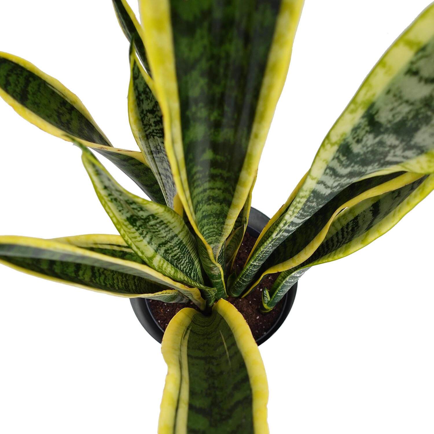 Sanseveria trifasciata - immagine 4