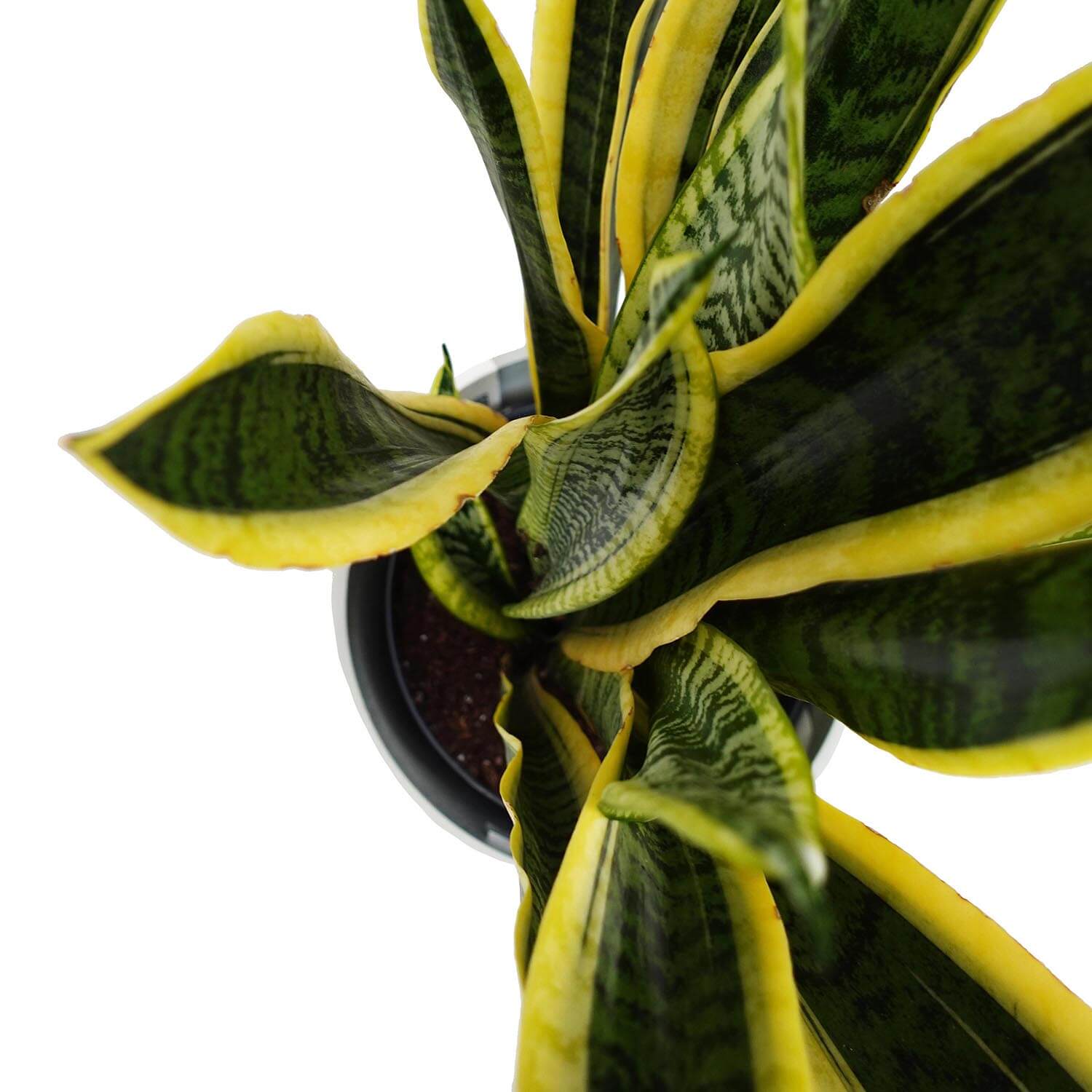 Sanseveria trifasciata - immagine 2