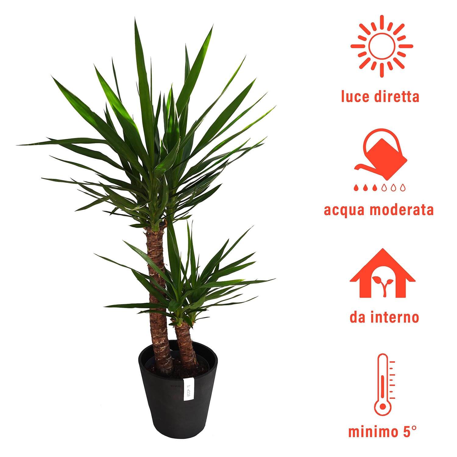 Yucca - immagine 5