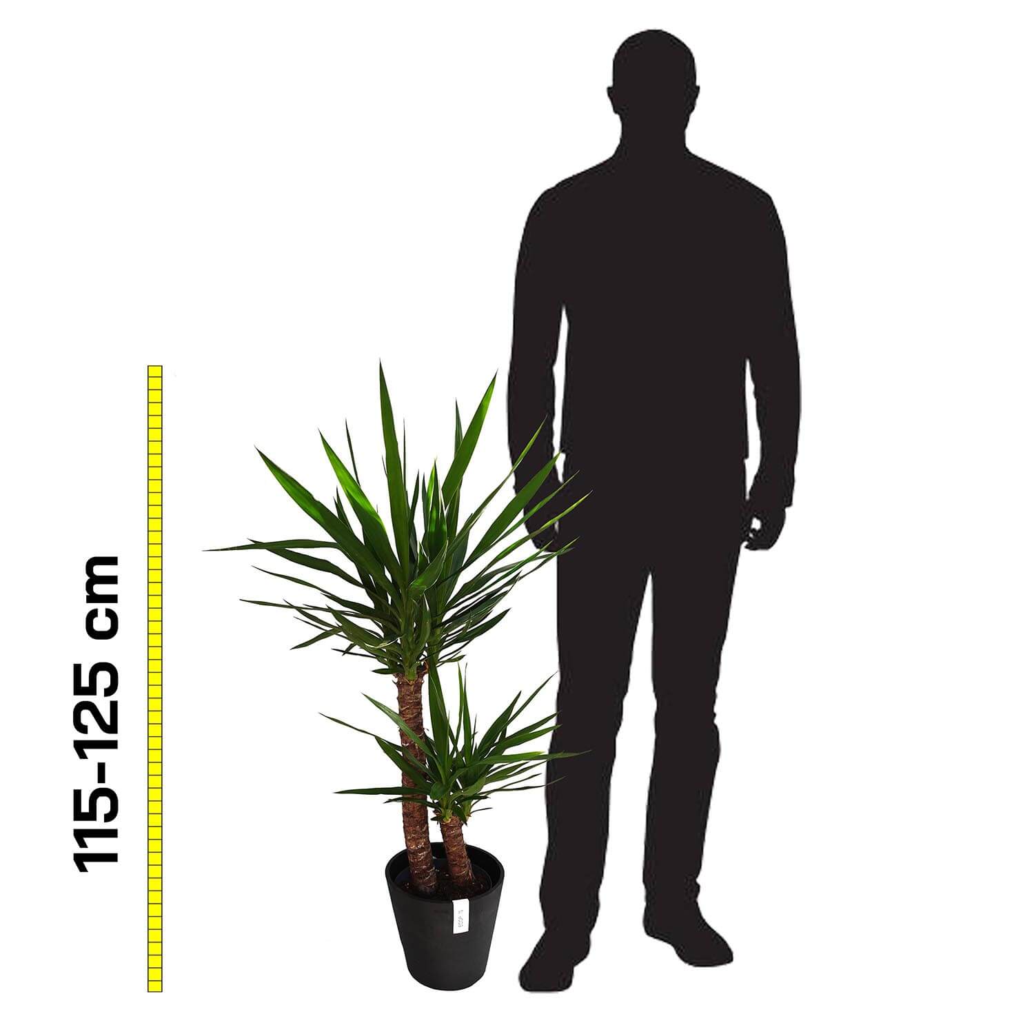 Yucca - immagine 4
