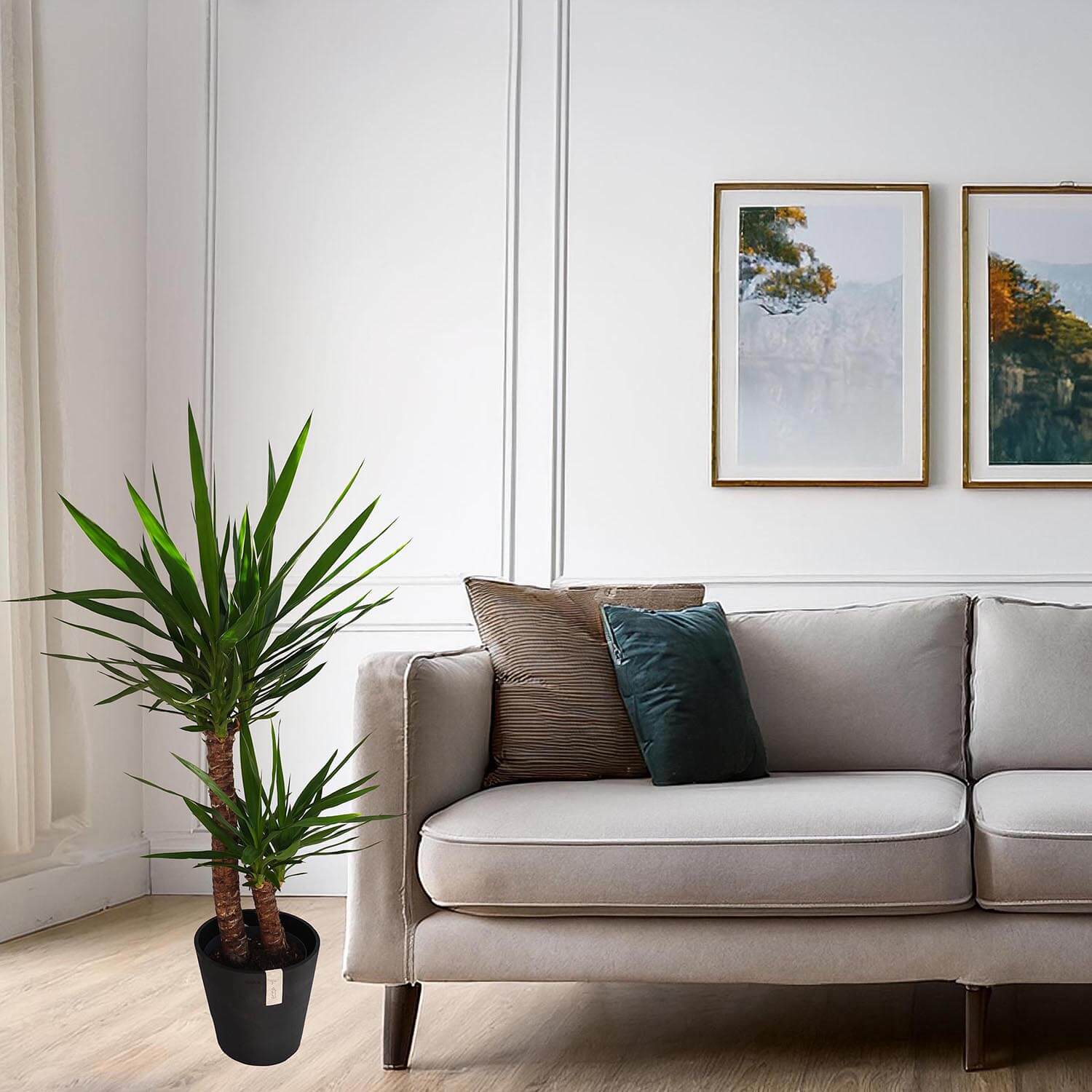 Yucca - immagine 6