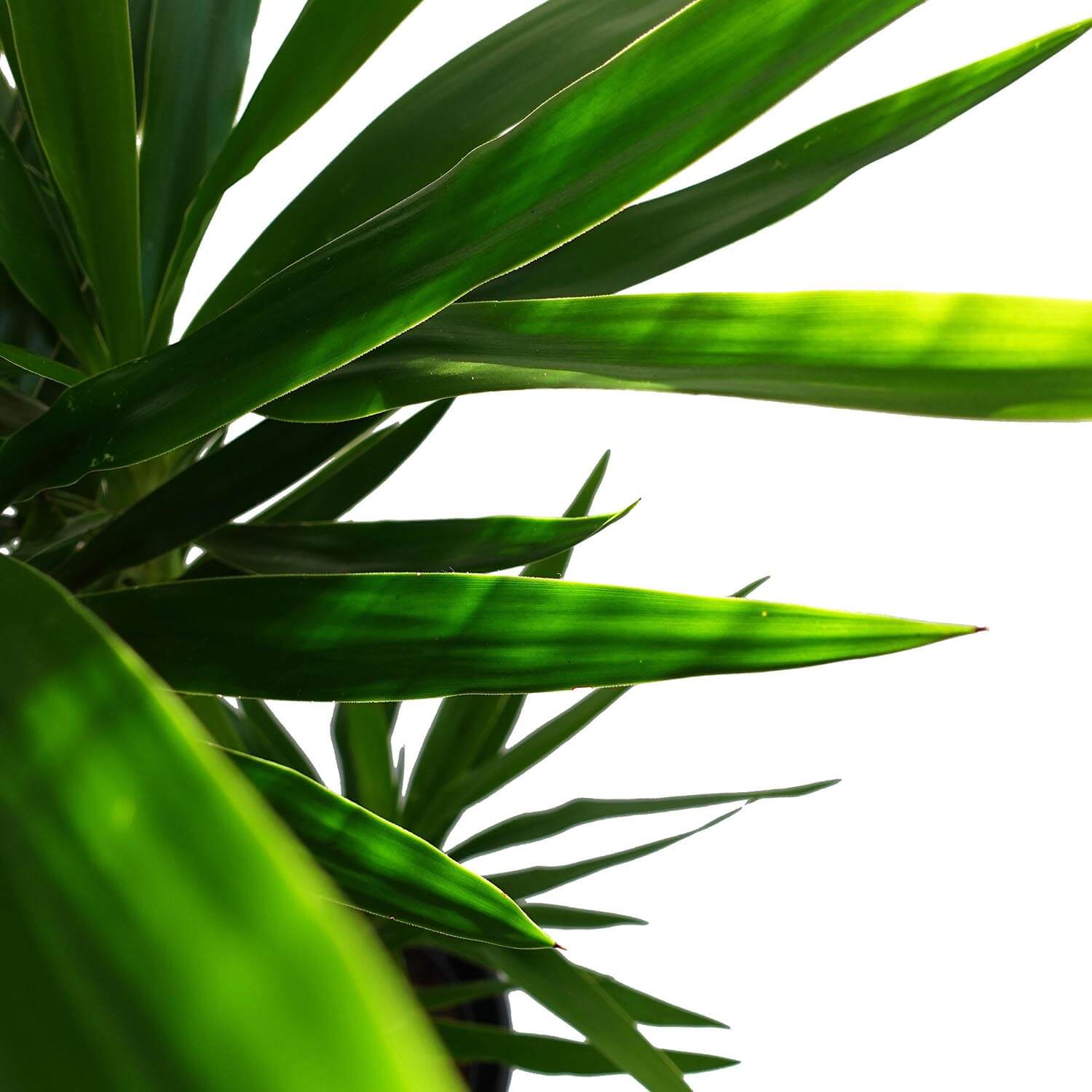Yucca - immagine 3