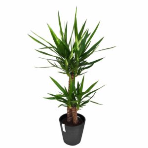 Yucca