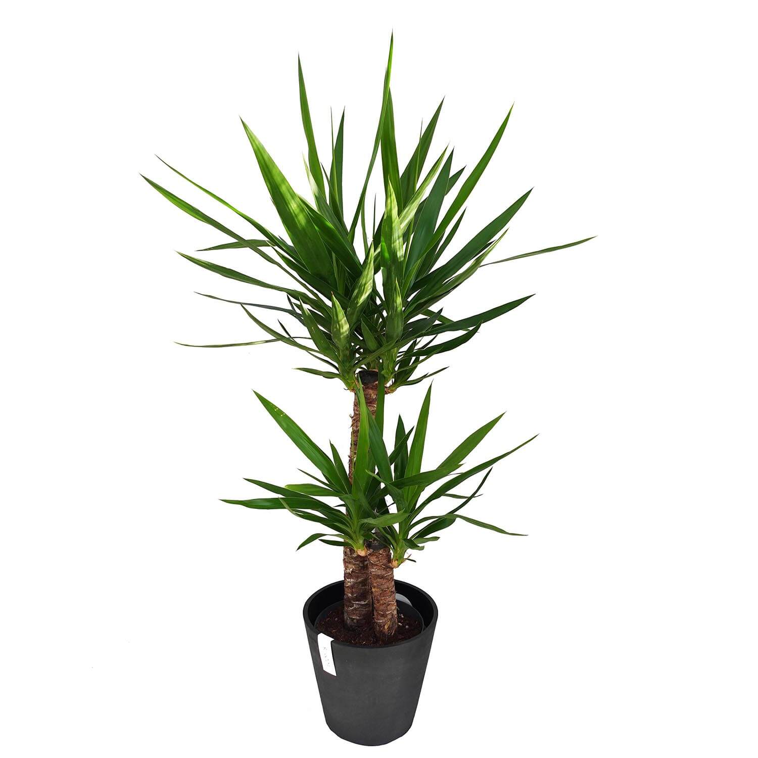 Yucca