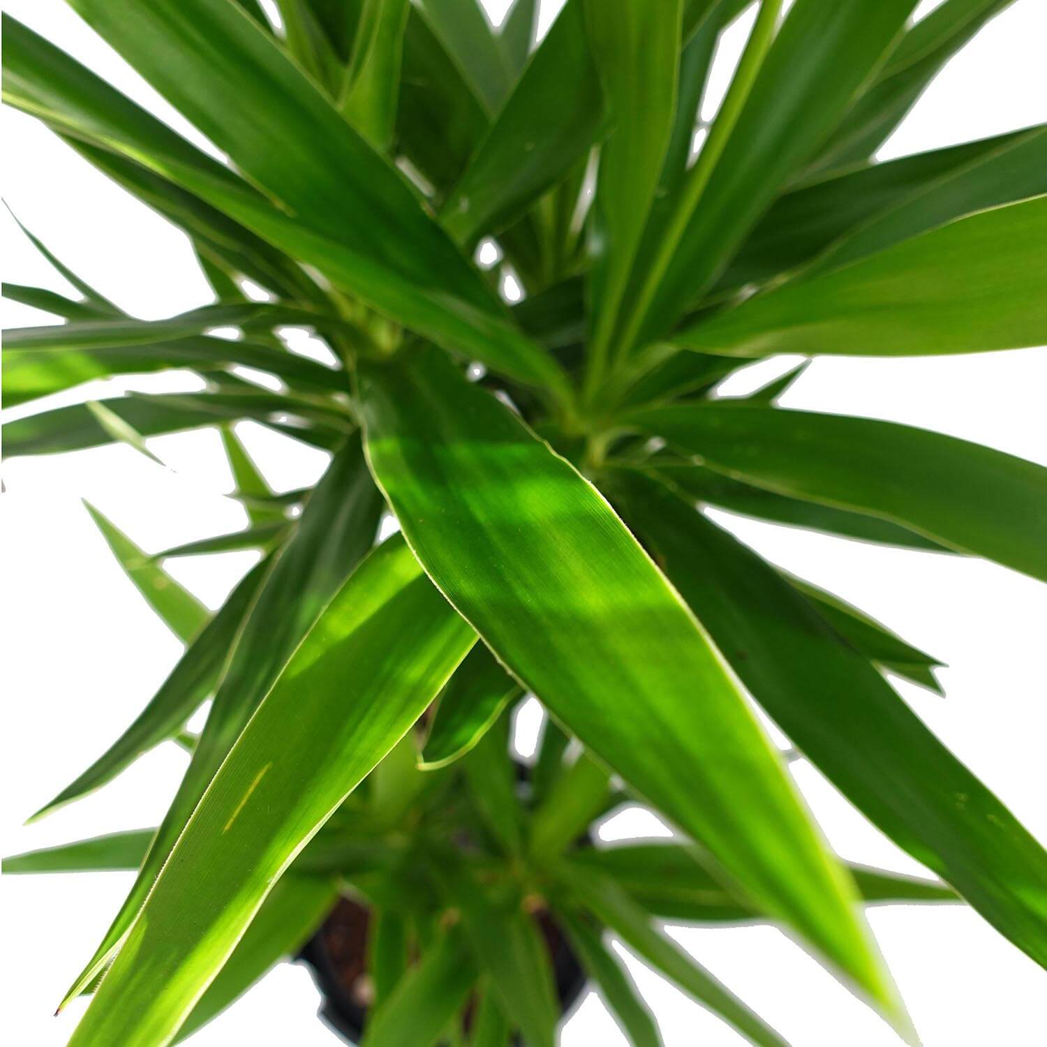 Yucca - immagine 2