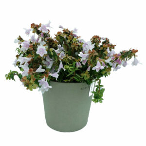 Abelia