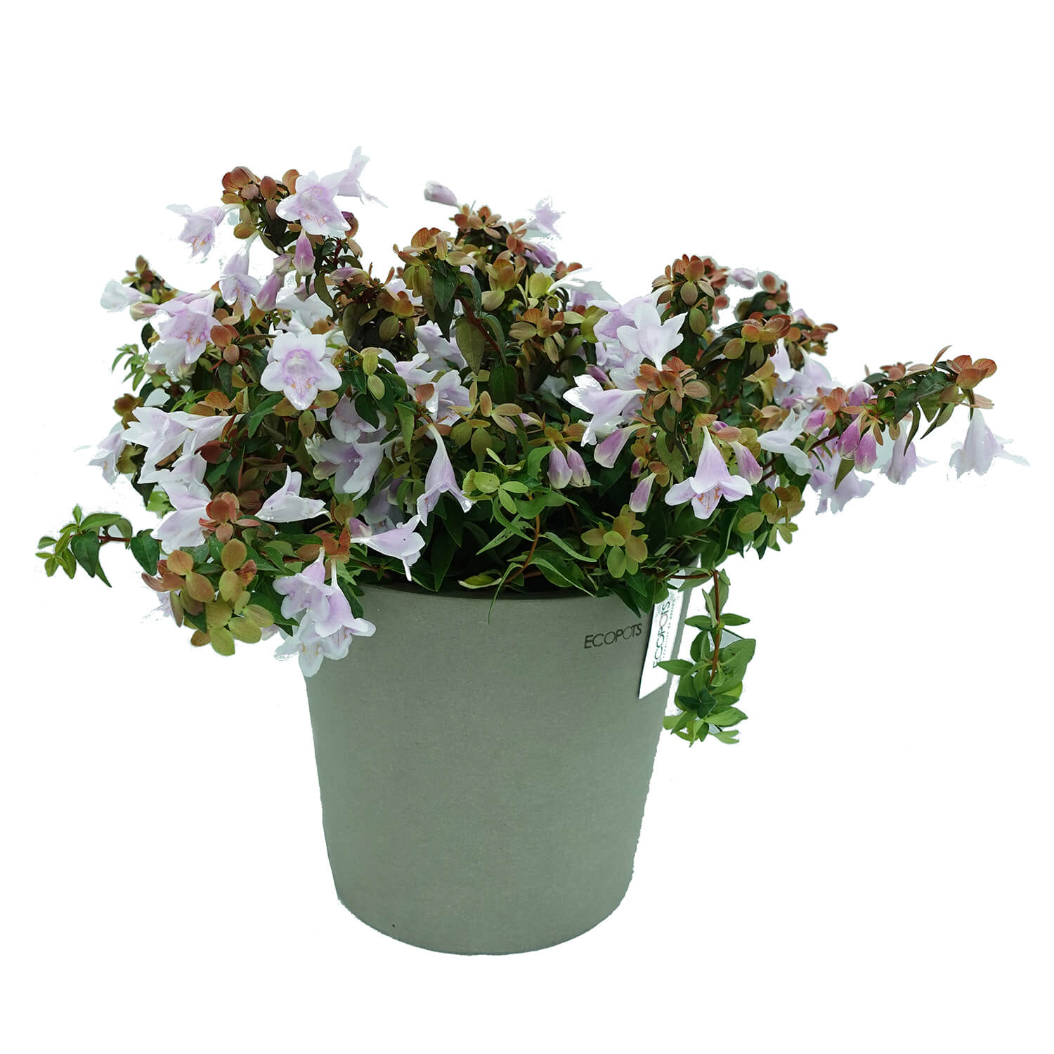 Abelia