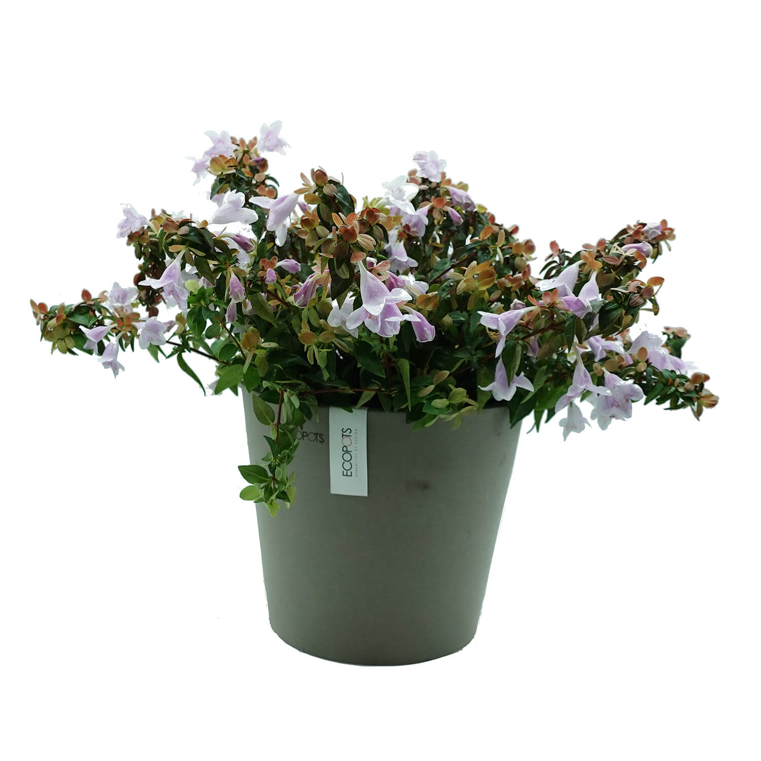 Abelia - immagine 2