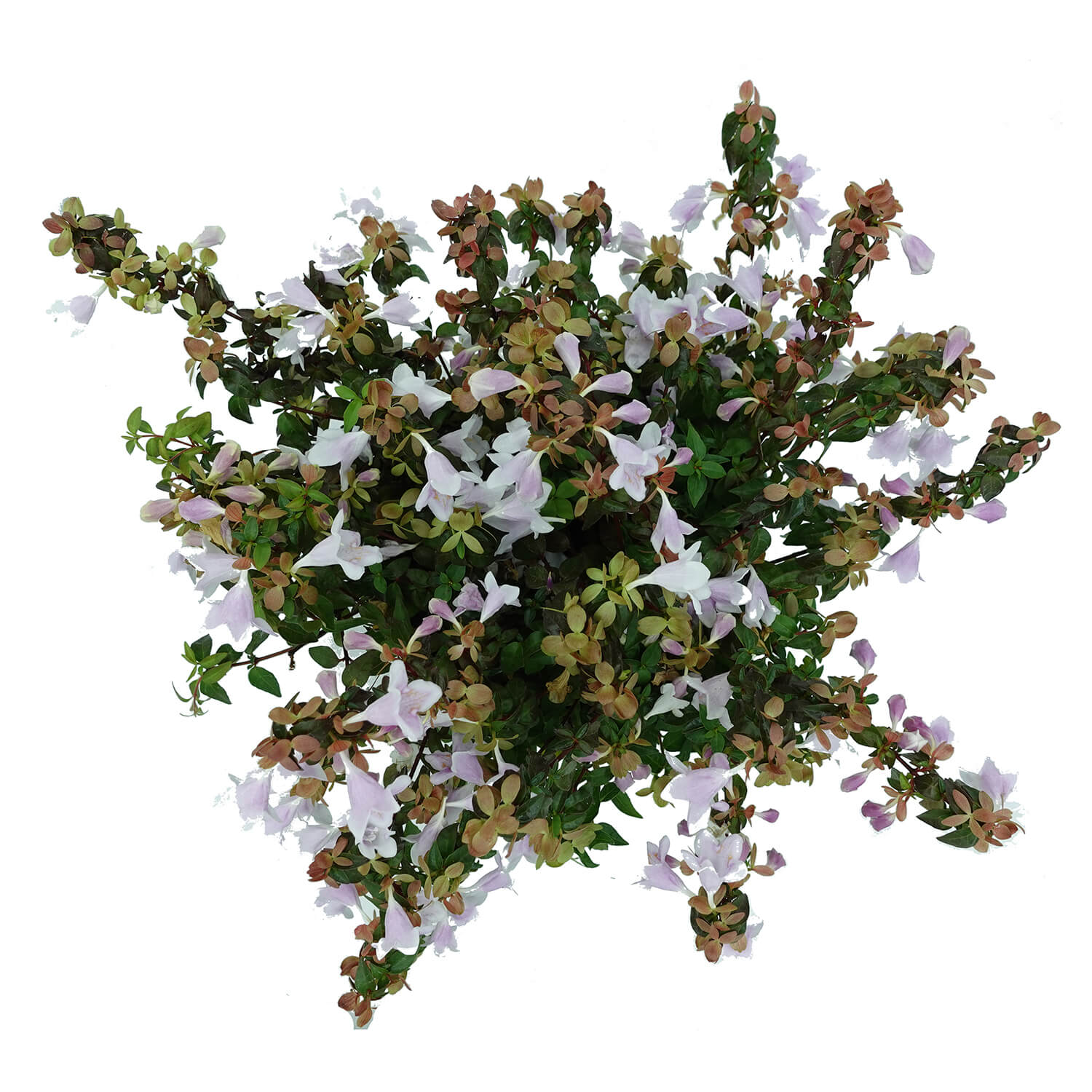Abelia - immagine 3