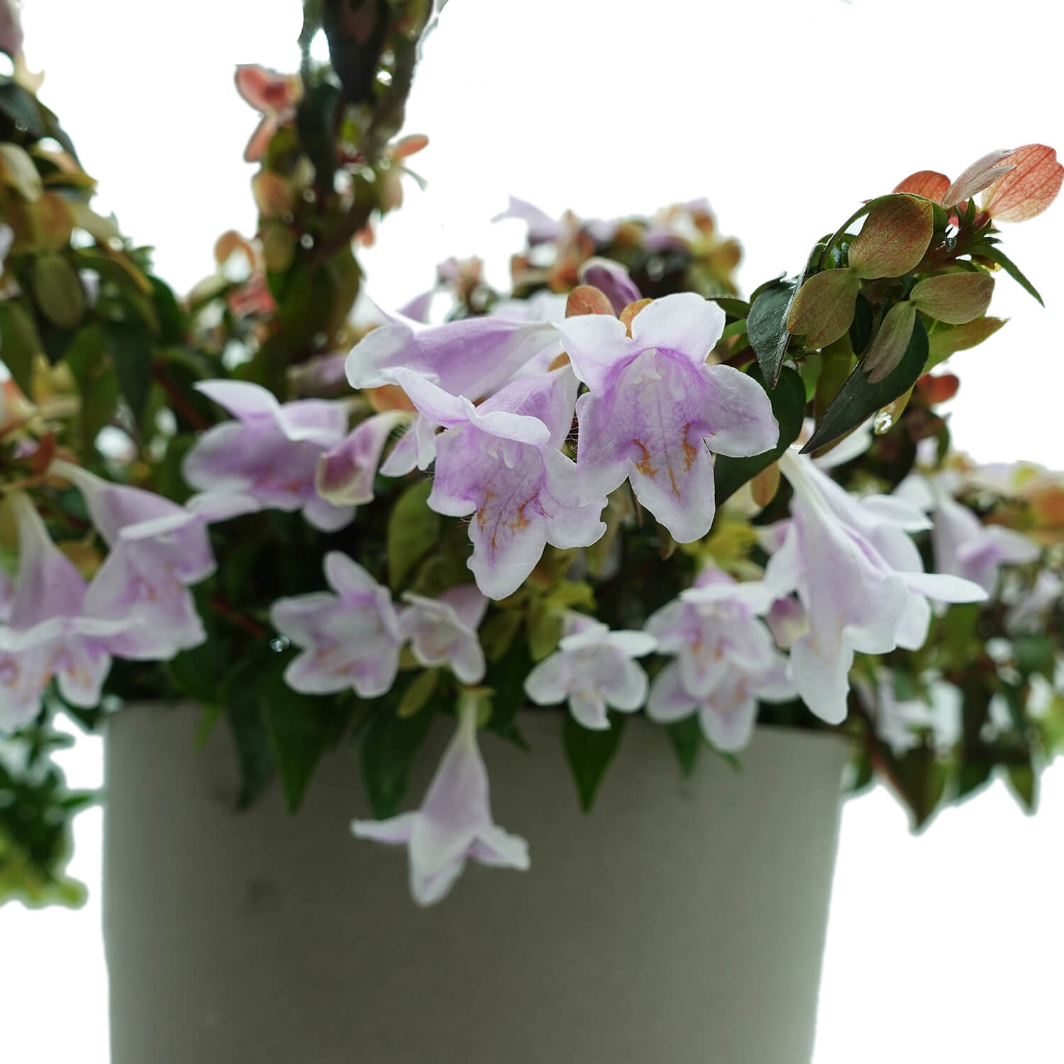 Abelia - immagine 4