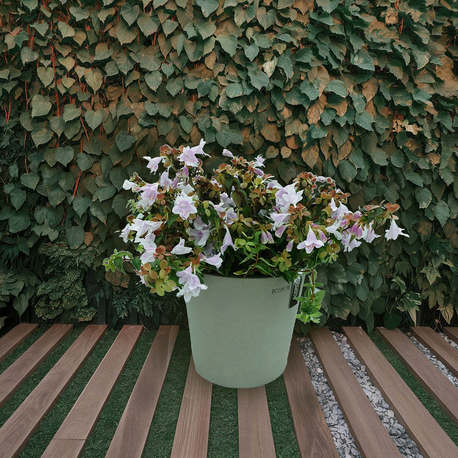 Abelia - immagine 7
