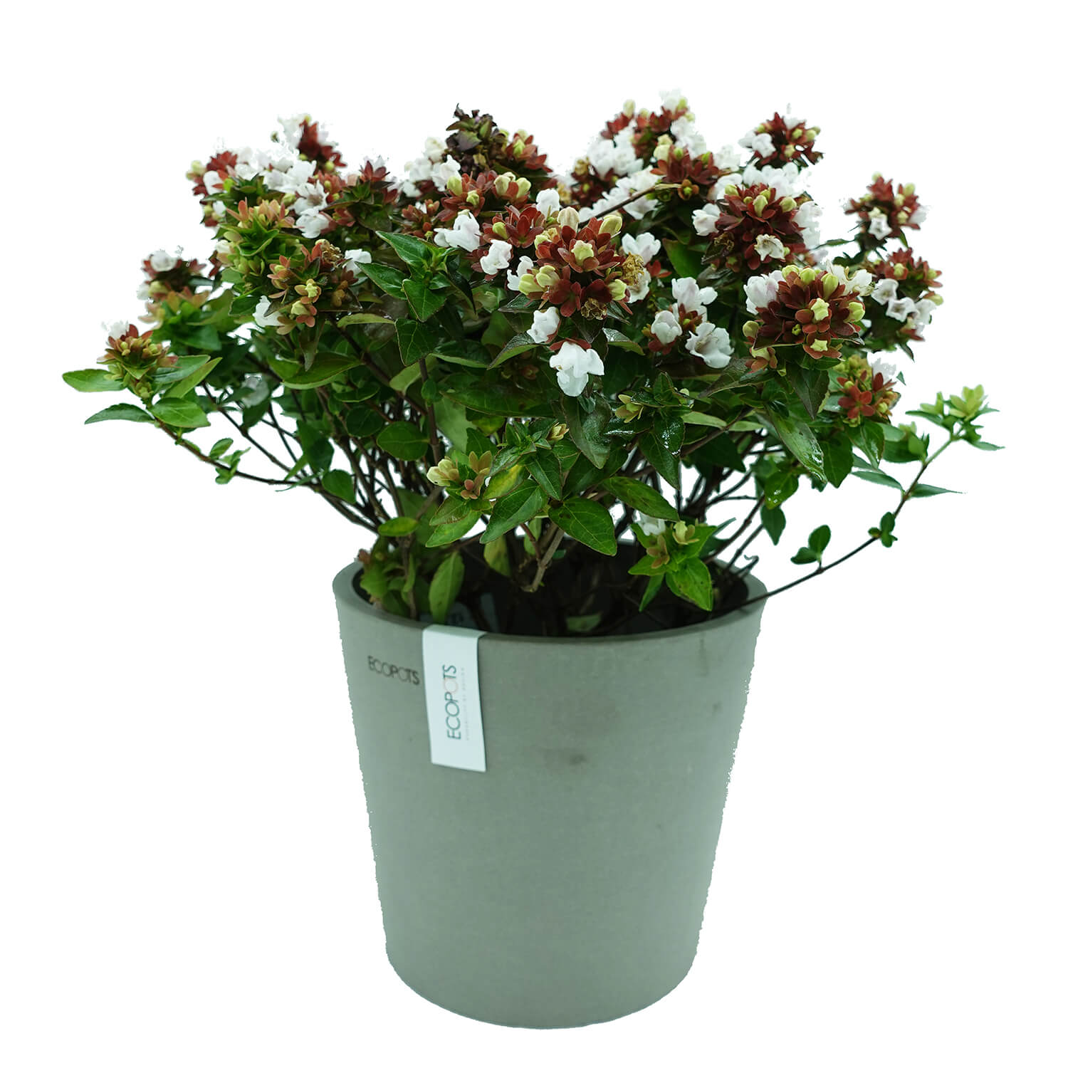 Abelia Rupestre