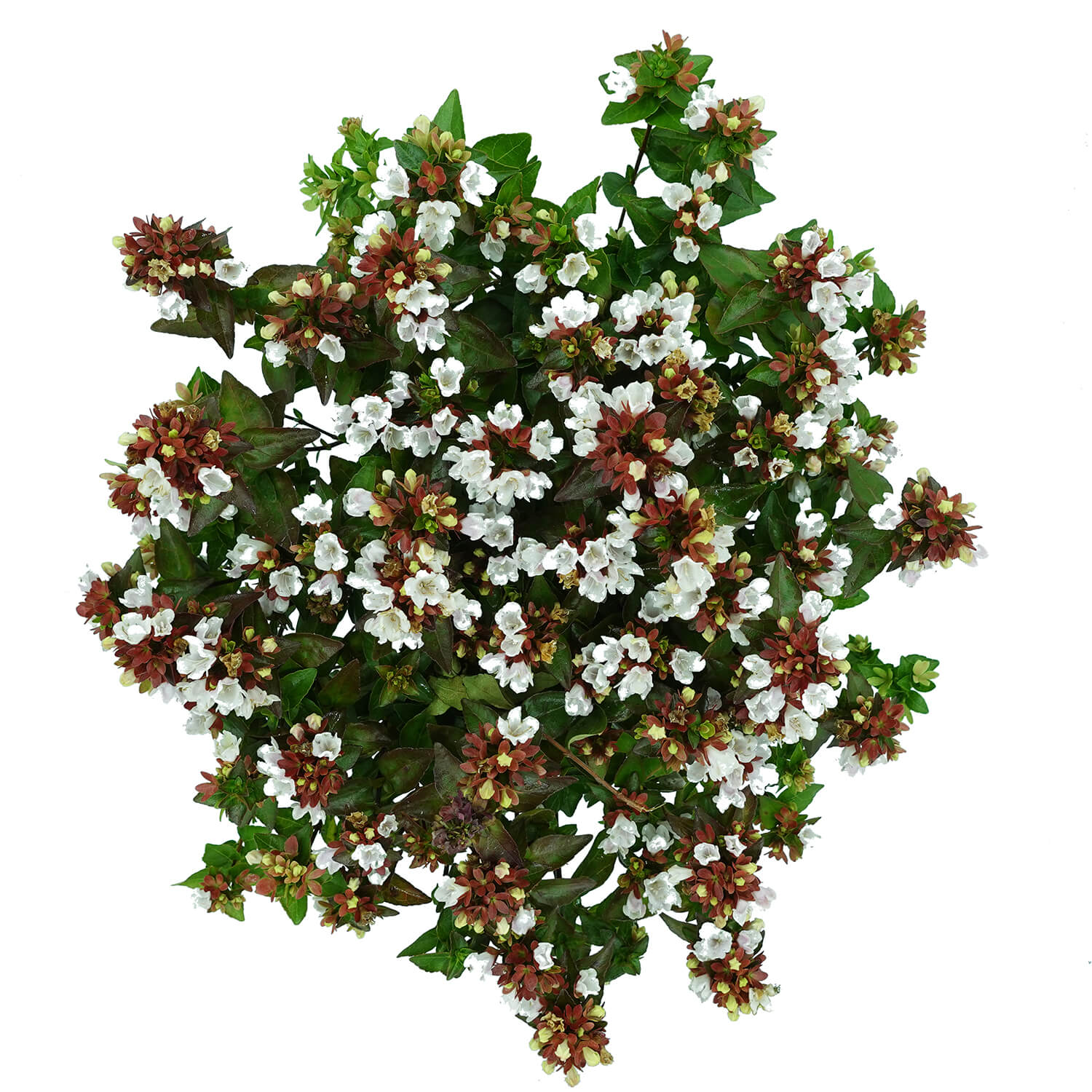 Abelia Rupestre - immagine 2