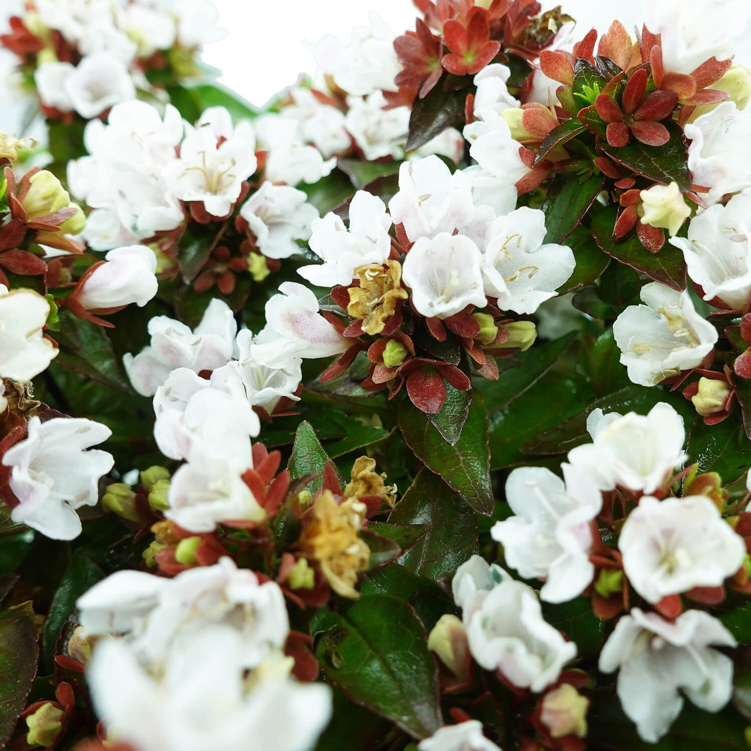 Abelia Rupestre - immagine 4